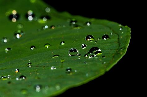 Free Images Water Nature Grass Droplet Drop Dew Liquid Rain