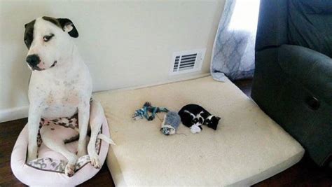 Cats Show Dogs Whos Boss 40 Pics
