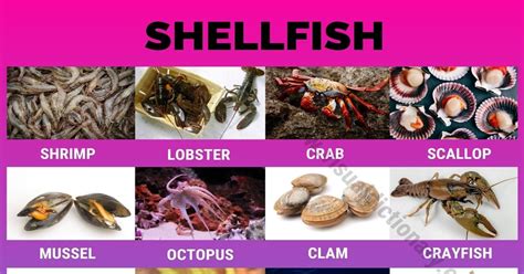 Shellfish 23 Popular Types Of Shellfish All Over The World Visual