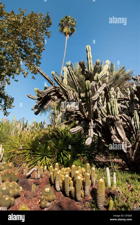 The Huntington Library Art Collections Botanical Gardens Cactus