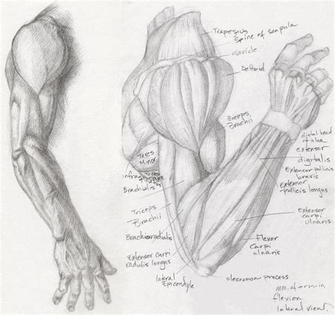 Sketch Of An Arm At Explore Collection Of Sketch