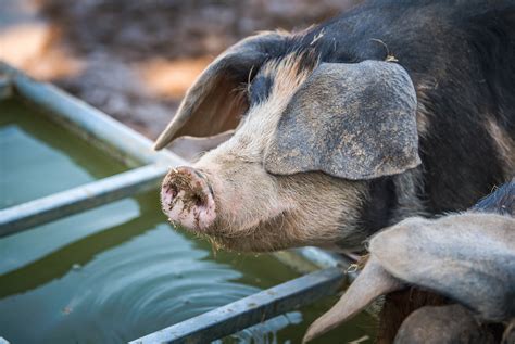 Our Organic Pigs Coombe Farm Organic