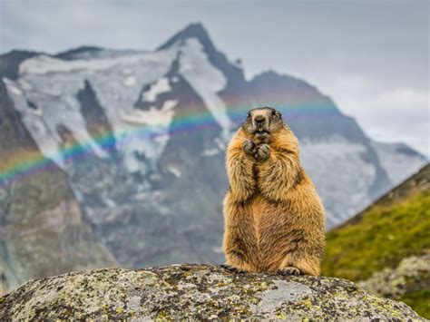 Rainbow Marmot Bing Wallpaper Download