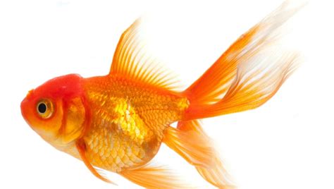 Fantail Goldfish 101 The Complete Care Guide Updated 2023
