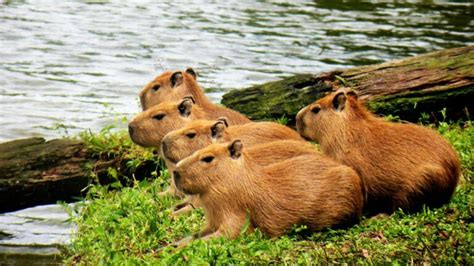 Can You Legally Own A Pet Capybara In New York