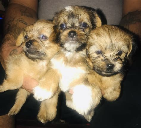 Pictures Of Shorkie Puppies Shorkie Puppies For Sale Orange County Ca 283447 They Love