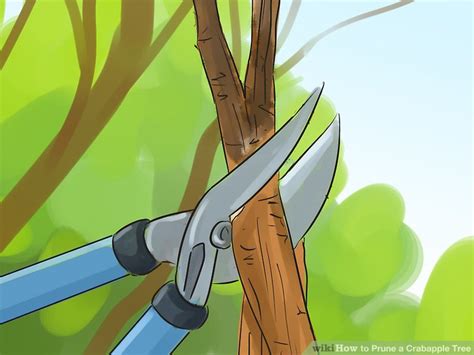 How To Prune A Crabapple Tree 12 Steps With Pictures Wikihow