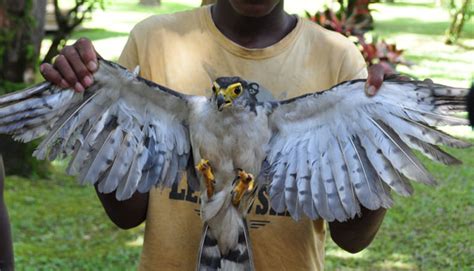 Slaty Backed Forest Falcon Mirandolles Bosvalk