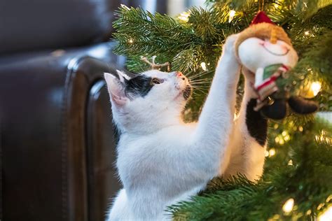 50 Christmas Cat Memes Naughty Nice Holiday Cats Excited Cats Vlrengbr