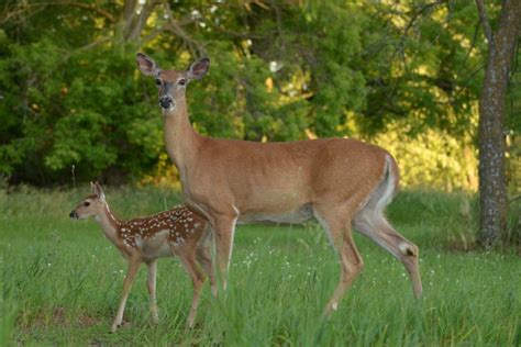 3 Things Fawn Numbers Can Tell You About The State Of Your Deer Herd
