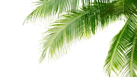Palm Leaves Png Transparent Imagesee