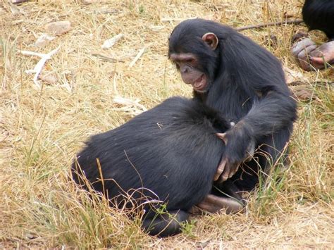 Mother Chimps Crucial For Offsprings Social Skills Max Planck Society