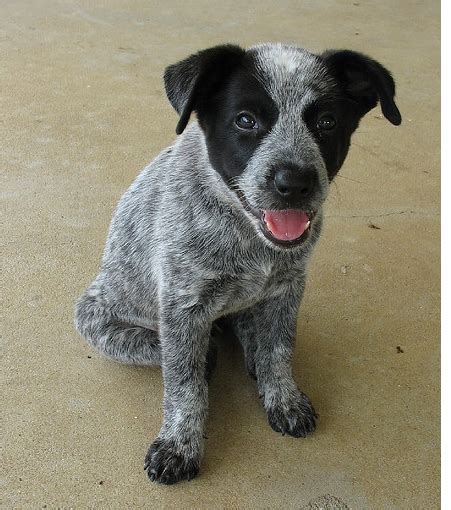 Image Of A Blue Heeler Puppy In Three Toned Colors With