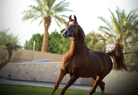 Alsayed Stud Arabian Horse Magazine