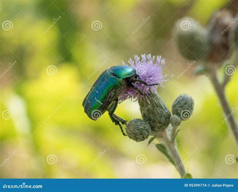 Green Beautiful Beetle On A White Flower In A Summer Garden Stock Photo