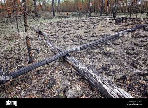 The Area Burnt By Forest Fire In Taiga Of Siberia Stock Photo Alamy