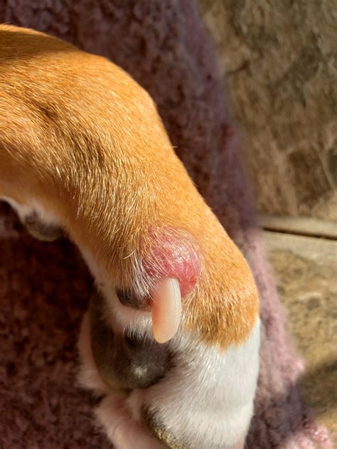 Dog Dew Claw Swollen And Red Double Questions