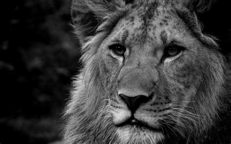 Here are only the best 1080p black wallpapers. Black Lion HD Wallpaper (64+ images)