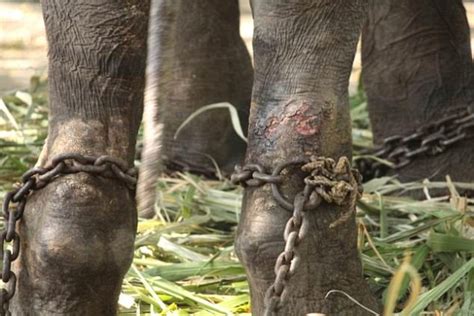 Elephant Takes First Steps Without Shackles In India Daily Mail Online