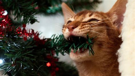 Funny Cats Vs Christmas Trees Funny Cats And Christmas
