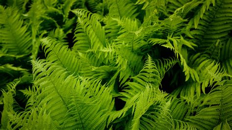 Fern Leaves Green Plant Nature Macro 4k Hd Nature Wallpapers Hd