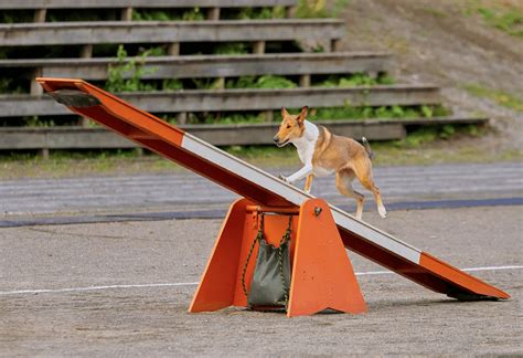 Equipment/diy agility training/how to get started. DIY: How to Make Your Own Dog Agility Course - PatchPuppy.com