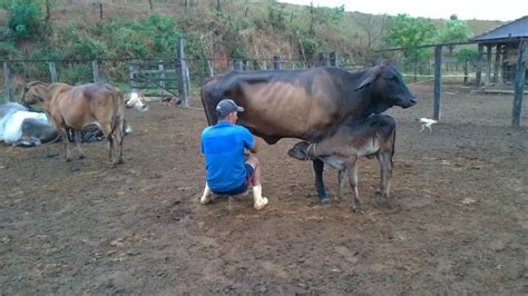 Ordenhando As Vacas No Curral Pela Manhã Bezerros Aproveitam A Seção Mamação E Sugam Direitinho