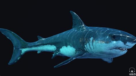 Artstation Realistic Great White Shark 3d Model Swimming Animation
