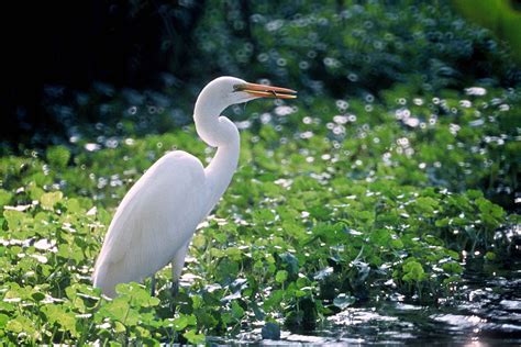 Free Photograph Great White Egret Bird Stands Green Swamp