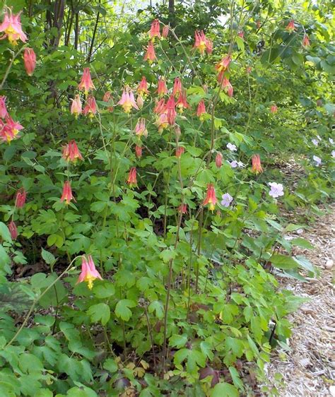 How About Growing These Native Perennials For Dry Shade Dry