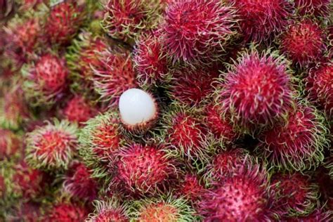 Unique Exotic Asian Fruits To Try In Asia Outside Suburbia Family