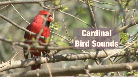 Cardinal Bird Sounds Youtube