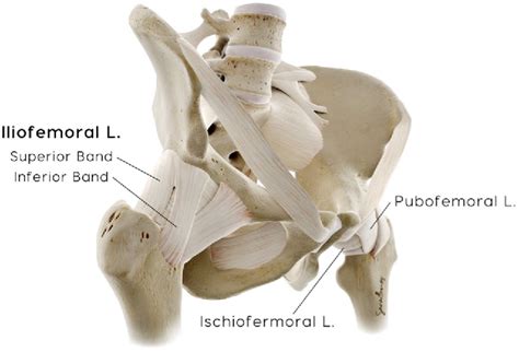 Figure 3 From The Role Of The Iliofemoral Ligament As A Stabilizer Of
