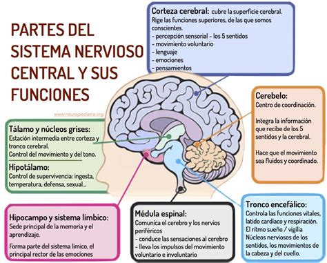 Mapa Conceptual Del Sistema Nervioso Central Y Perif Rico Cuadros Sin Pticos Cuadro Comparativo