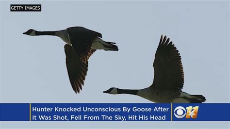Dead Goose Falls From Sky Knocks Hunter Unconscious Youtube