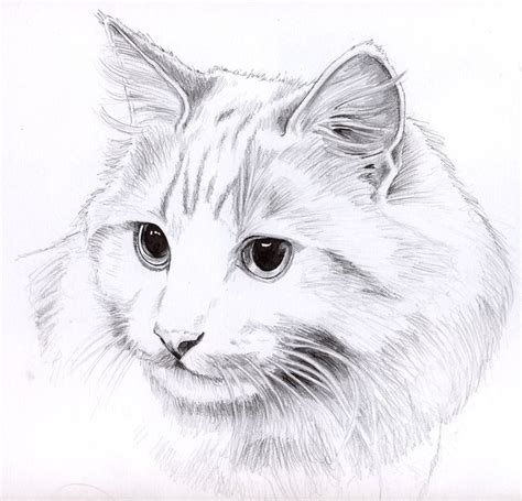 Add the hind leg by first drawing a curved line on the lower, right side. Pencil cat portrait | Cat sketch, Animal drawings, Cat ...