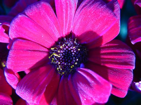 Purple Shiny Flower By Elaineg On Deviantart