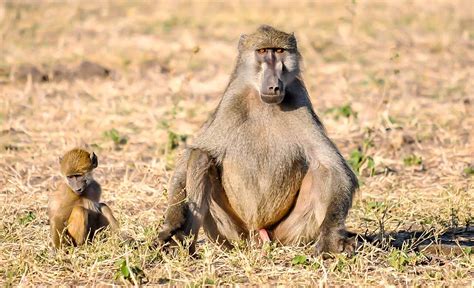 Les Parcs Nationaux Au Burkina Faso Discover Burkina Faso