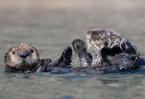 In Good News Sea Otters In California Surprise Scientists Free The