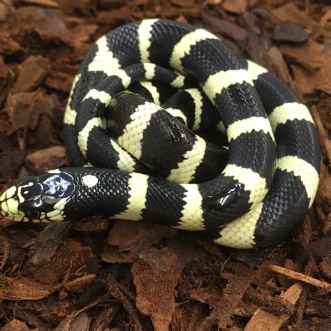 List 95 Pictures Images Of A King Snake Latest