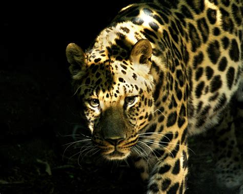 Leopard Eyes The Amur Leopard Panthera Pardus Orientalis Flickr
