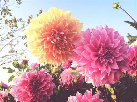 Learn How To Grow Gorgeous Dahlias In Pots Growing Dahlias Planting