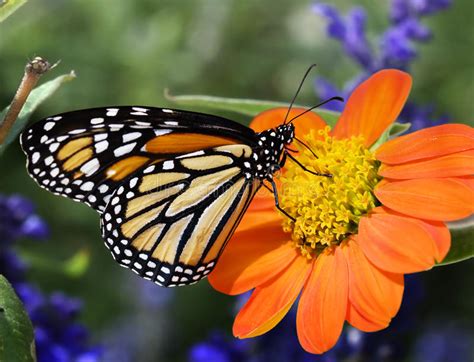Maybe you would like to learn more about one of these? Profile Monarch Butterfly Feeding Stock Image - Image of ...