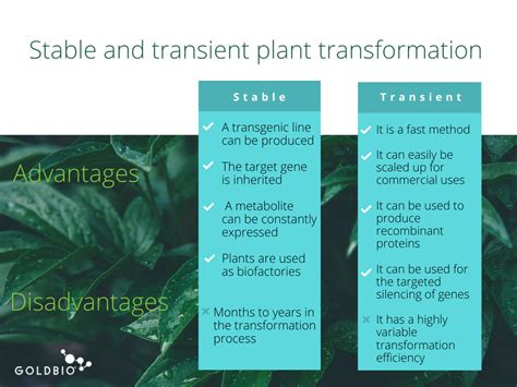 An Overview Of Stable And Transient Transformation Goldbio