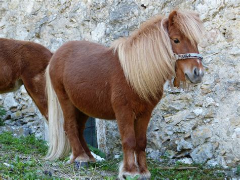 Shetland Pony Breed Guide Horsemart