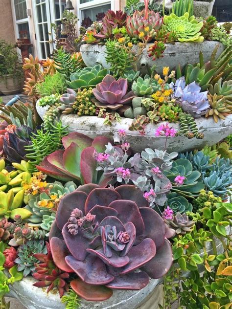 There Is An Abundance Of Beautiful Succulents In The
