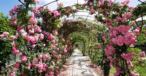 Landscaping A Rose Garden Choosing Roses For Your Landscape