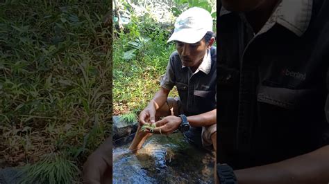 * sakit sendi benih cendawan ini sangat mahal harganya sesuai dengan khasiatnya untuk menyembuhkan pelbagai jenis penyakit. Cara milih benih padi buat tanam padi organik dengan pola ...