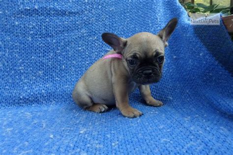 The french bulldog is a small bulldog with a playful, humorous personality. Zoe: French Bulldog puppy for sale near Los Angeles ...