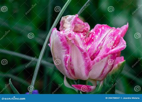 Pink Tulip With Purple Muscari And Green Leaves On The Background Stock